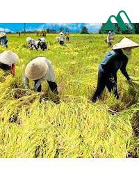 Tinh Tế Làm Ruộng Nam Chủ Ốm Yếu Dựa Vào Tiền Gian Nan Cầu Sinh