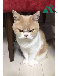 Tôi Là Thằng Em Kế Độc Ác Của Nhân Vật Chính